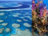arrecifes-de-coral