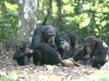 chimpances-neolitico-y-miel