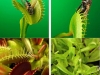 dionaea-muscipula-planta-insectivora-fente-ebay