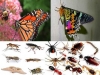extincion-de-los-insectos