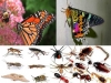 extincion-de-los-insectos
