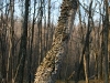 o_The marvelous in nature1