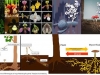 orquideas-micorrizas-suelos2