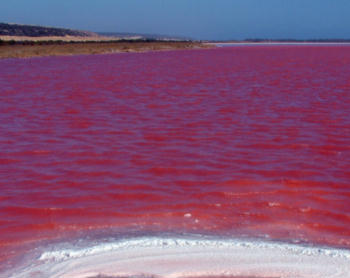 aguas-rojas-ocasionadas-por-la-degradacion-de-suelos-acido-sulfaticos-fuente-life-in-fresh-water