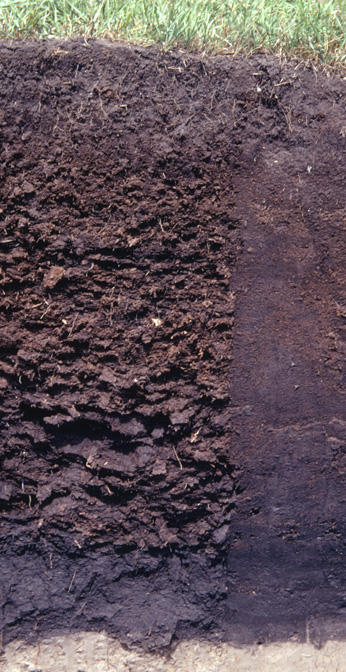 histosol-folist-fuente-new-zealand-soils