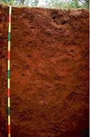 o_Ferralsols Arillosos ISRIC