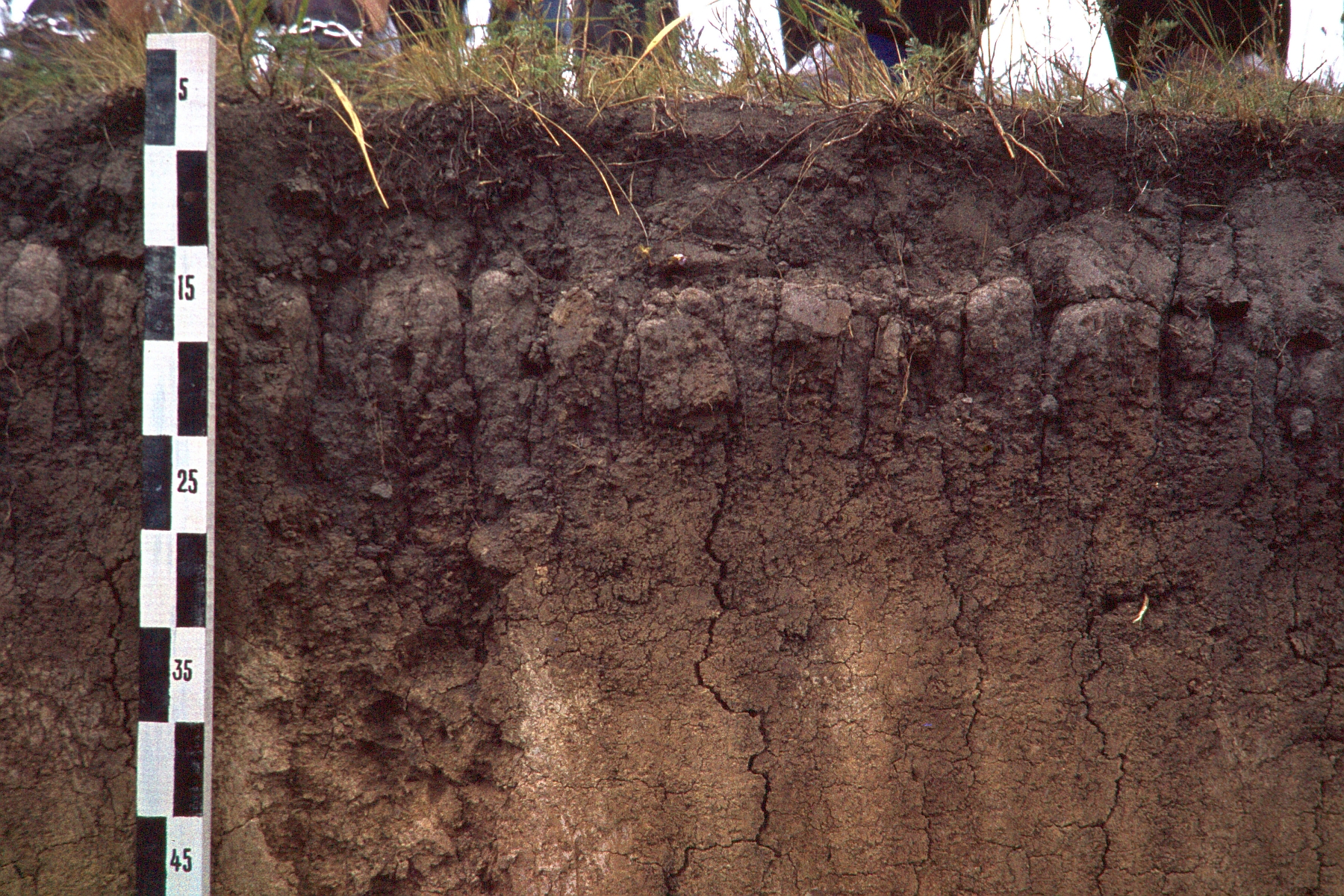 solonetz-perfil-european-soil-buro