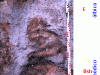 albeluvisol-fuente-fao