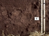 andosol-alain-ruellan-inra