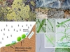 biocostras-cianobac-cambio-climatico