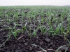 chernozems-suelos-muy-productivos-fuente-wineterroirs-russia-winenews