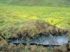 melting permafrost, Criosoles