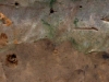 gley-y-sus-caracteristicos-moteatos-fuente-wikipedia-alemana