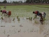 o_Antrosol aquico arrozales