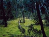 o_Costra de musgos australia