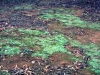 o_Costras de Cladonia Australia 0120