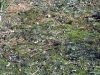 o_Costras de musgos Australia 0121