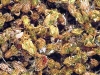 o_Costras de musgos australia 0127