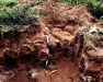 o_Estructura columnar de un solonetz haplico Isric