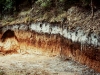 o_Podzol Zanja