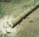 o_Tree fall tala