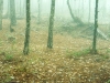 o_Umbrisol Paisaje