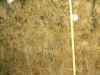 planosol-eutrico-fuente-botani-ee-ut