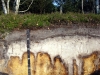podzol-albic_placic_podzol-universidad-de-gent-foto-erika-michelli