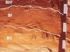 podzol-orthic-ferro-humic-podzol-fuente-unbc-ca