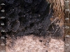 terric-haplosaprist-clayey-kaolinitic-dysic-isohyperthermic-fuente-soil-science-s-photostream-stan-buol