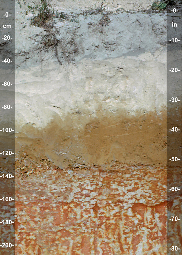 ultisol-con-rasgos-plinticos-stan-buol-fuente-soil-science-nc-state