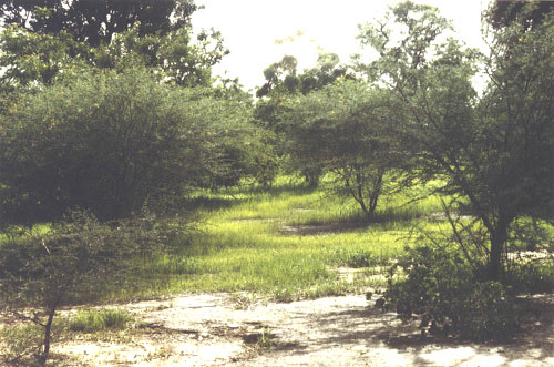 posibilidades-de-agroforestria-en-el-sahel- Fuente blog-desertification