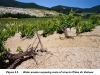 o_Costras en vinedo