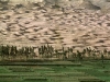 o_Desertification chila ggogle 