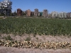o_Huerta valenciana y sellado