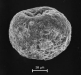 o_Iberulite grande