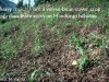 o_Sellado Cornell 4 mulch
