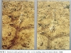 o_Sellado Costras y Horizontes endurecidos FAO Costras y Vertisoles