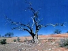 o_desertification175