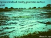 o_runoff tras sellado Cornell 2