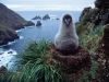 o_sootyalbatross_wideweb