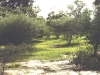 posibilidades-de-agroforestria-en-el-sahel- Fuente blog-desertification