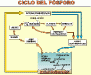 o_CICLO_P