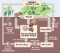 o_Ciclo del Nitrogeno Wikipedia