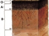 o_Soil profile