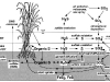 o_Wetland soils 