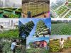 agricultura-urbana-mal