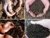 web-ecoist-muestras-de-suelos