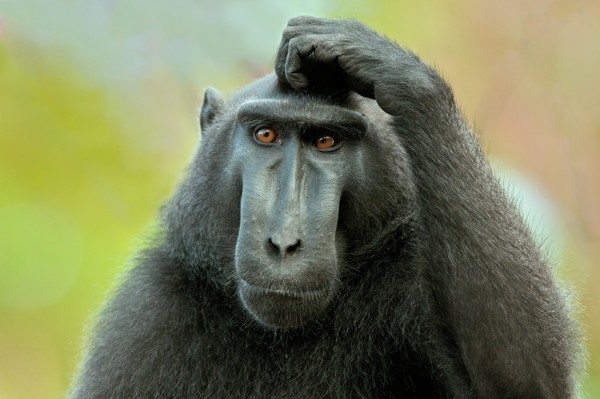 cientifico-desesperado