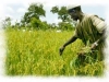 agricultura-cooperacion-internacional